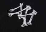 665款P50  面料260克双纱S M  L  XL