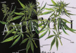 编号916，批50，美式潮牌AMIRI植物花卉小清新图案印花纯棉双纱短袖T恤男女