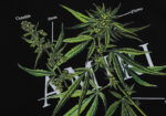 编号916，批50，美式潮牌AMIRI植物花卉小清新图案印花纯棉双纱短袖T恤男女