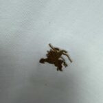 P75 BBR 巴宝*莉 2026春夏款 经典简约战马刺绣工艺 定制双纱平纹纯棉面料 短袖T恤 男女同款 颜色：黑色 白色 紫色 紫色 绿色 尺码： S （90-130斤） M （120-150斤） L （140-165斤） XL （160-180斤） XXL （180-210斤）